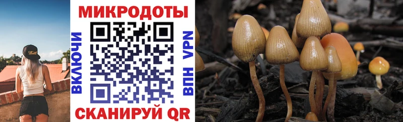 как найти   Чердынь  Галлюциногенные грибы Psilocybine cubensis 